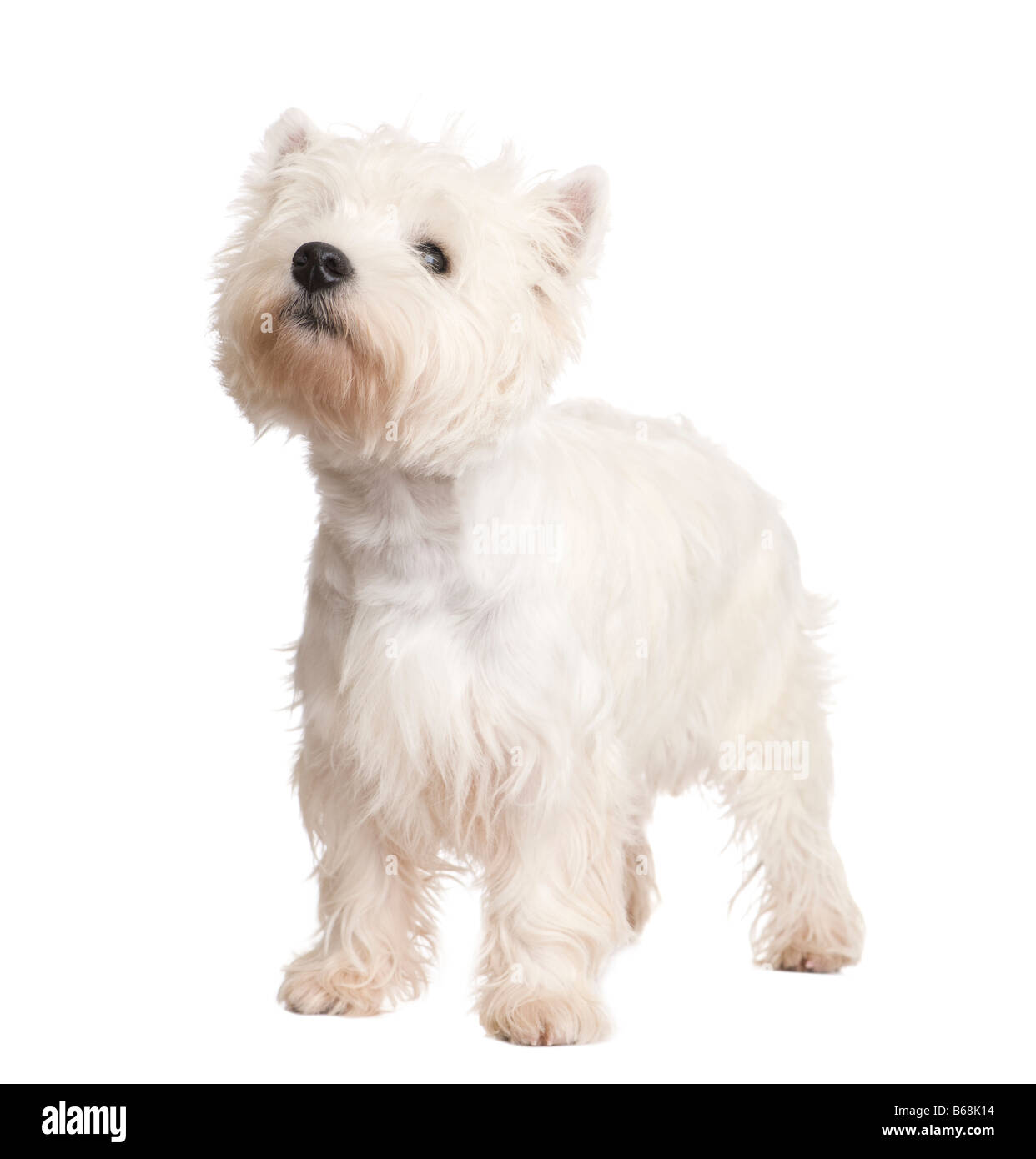 West Highland White Terrier 8 mois devant un fond blanc Banque D'Images