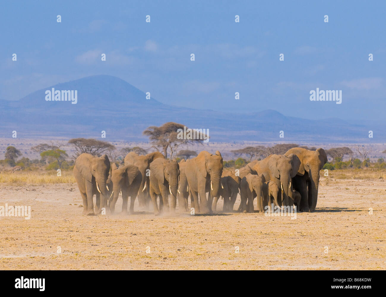 Les éléphants dans le parc national Amboseli au Kenya Banque D'Images