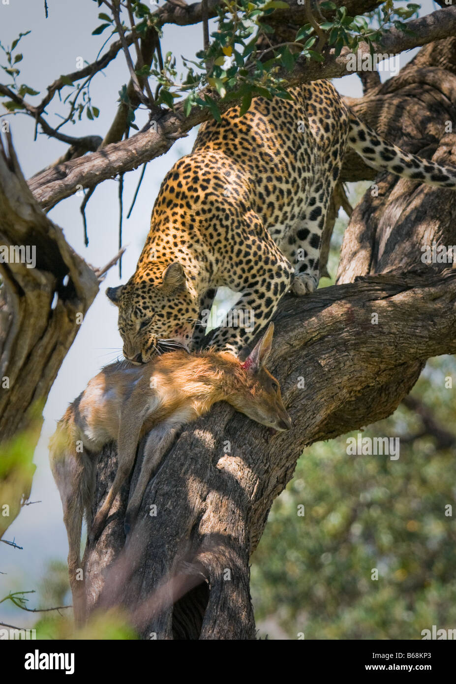 Leopard manger impala masai Mara kenya Banque D'Images