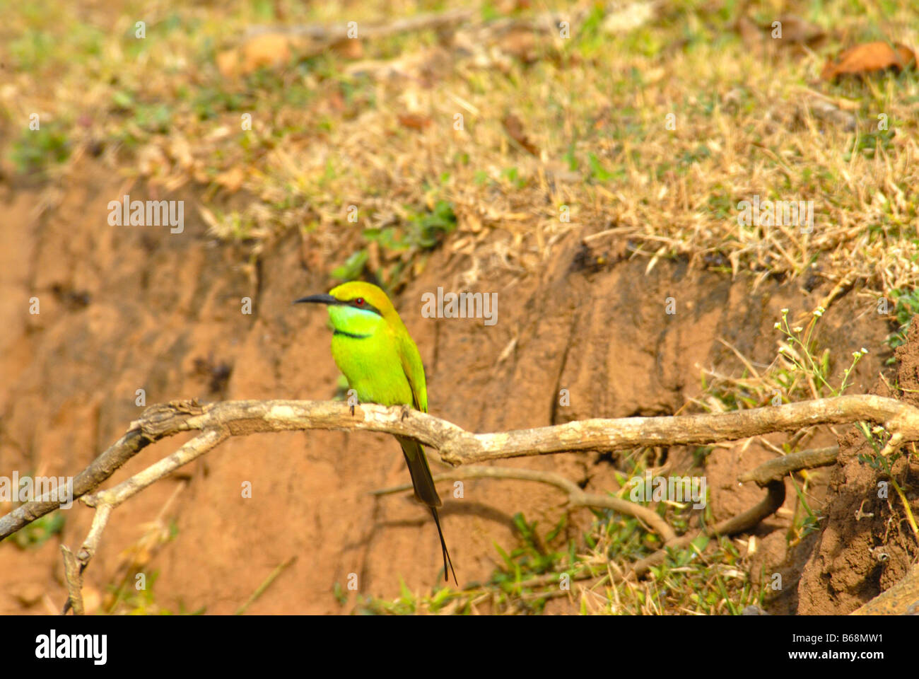 LITTLE GREEN BEE EATER DANS LE PARC NATIONAL DE NAGARHOLE KARNATAKA Banque D'Images