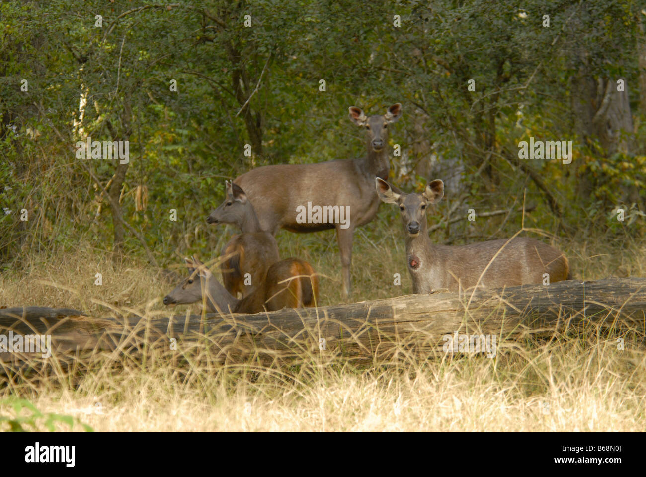 Cerfs SAMBHAR DANS LE PARC NATIONAL DE NAGARHOLE KARNATAKA Banque D'Images