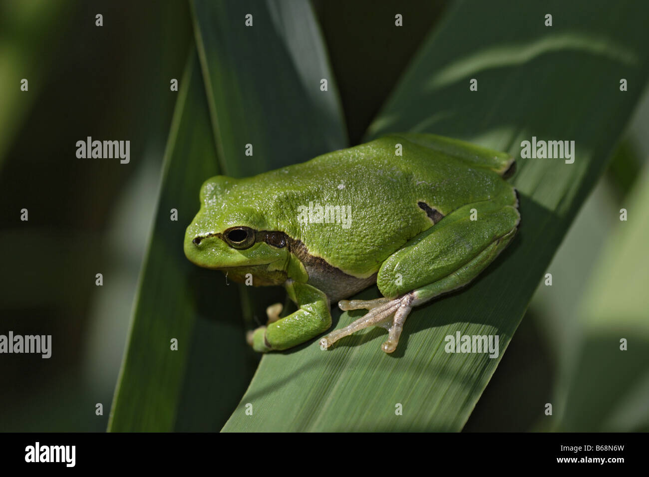 Frosch europäisch Laubfrosch Hyla arborea Banque D'Images