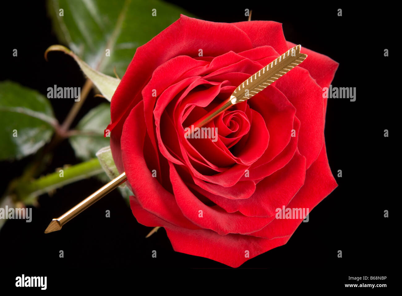 Flèche de Cupidon percé à travers le coeur d'une rose rouge Banque D'Images