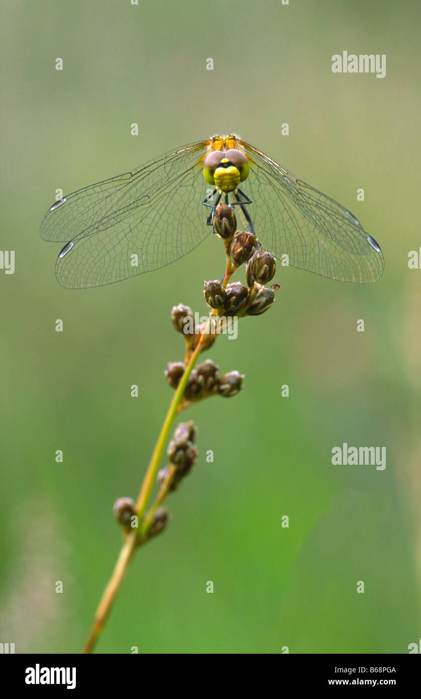 Sympetrum depressiusculum tacheté vert Heidelibelle Sumpf Banque D'Images