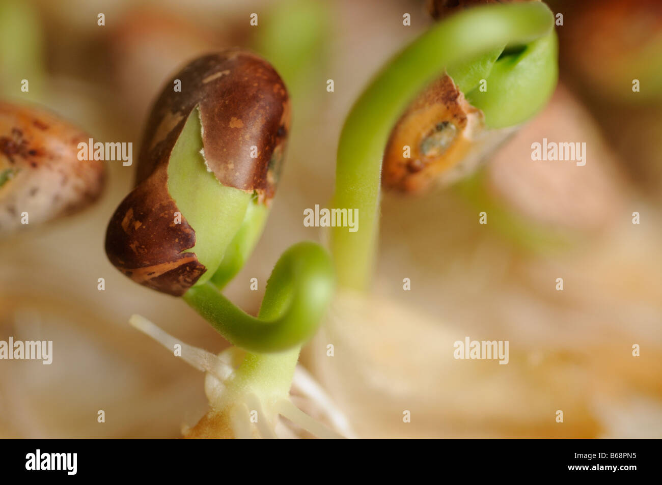 La germination du haricot Pinto Banque D'Images