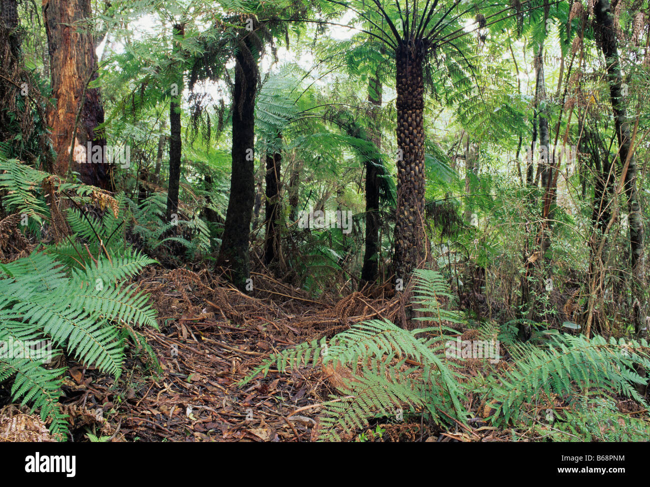 Le sud-est de forêt pluviale tempérée y compris les fougères arborescentes photographié dans le sud-est de l'Australie Victoria Gippsland Banque D'Images