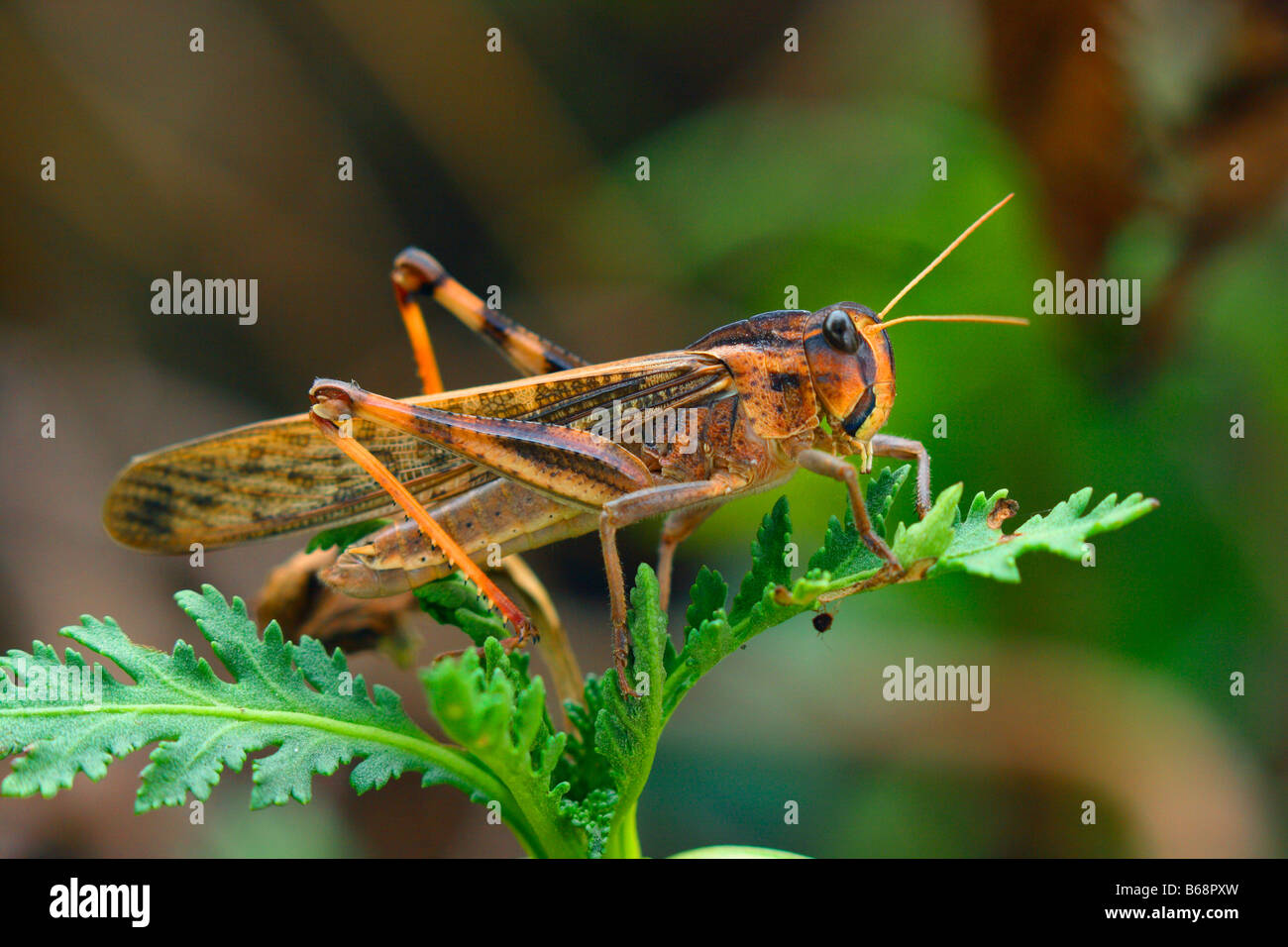 Criquet migrateur, Locusta migratoria. On leaf Banque D'Images