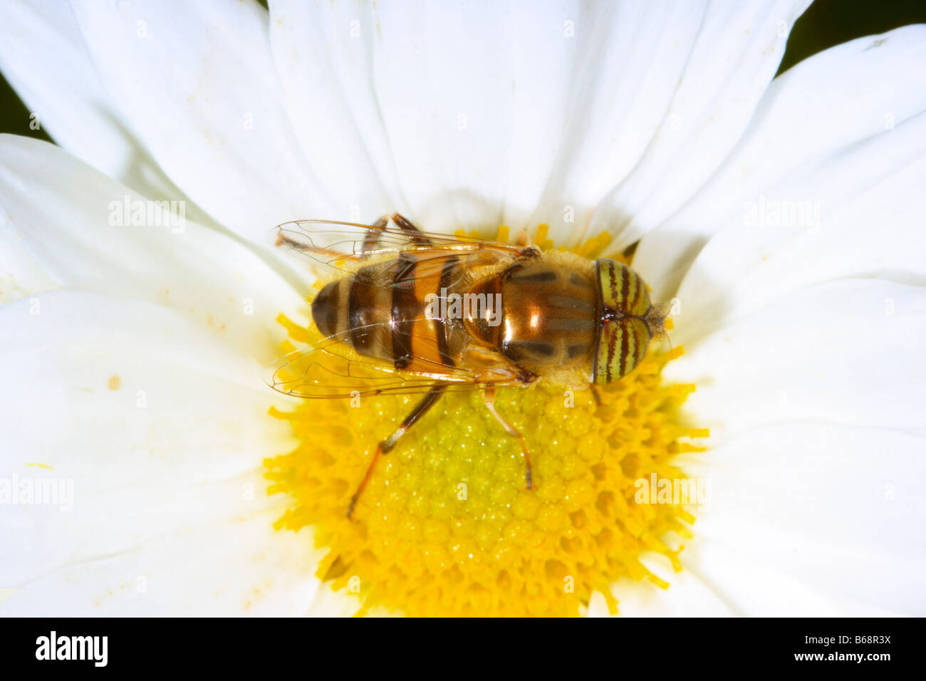 Hover-fly, Eristalinus taeniops. Se nourrissant de fleur. Vue d'en haut Banque D'Images