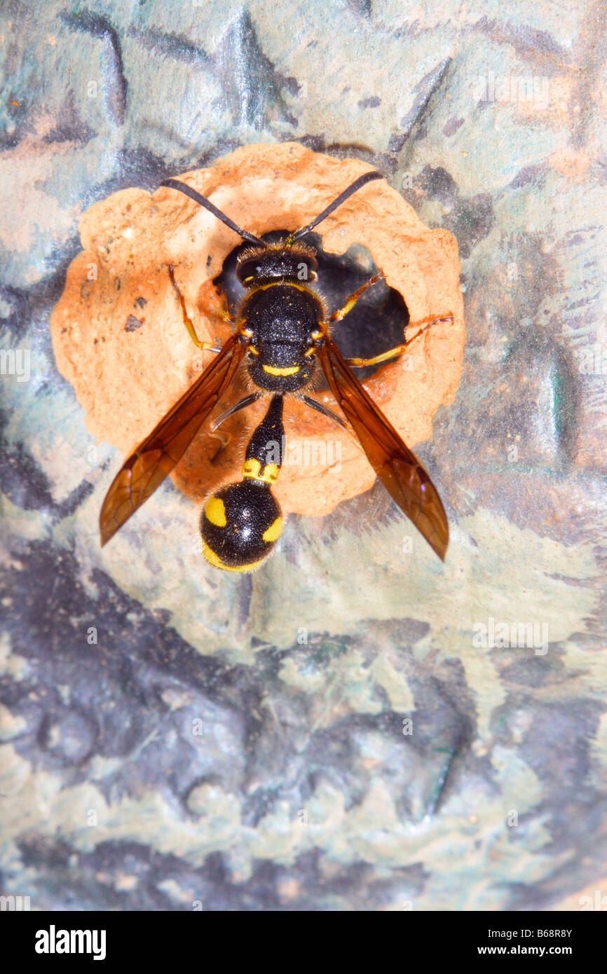 Mason, Eumenes coarctatus Wasp. Construire son nid avec de la boue, vue du dessus Banque D'Images