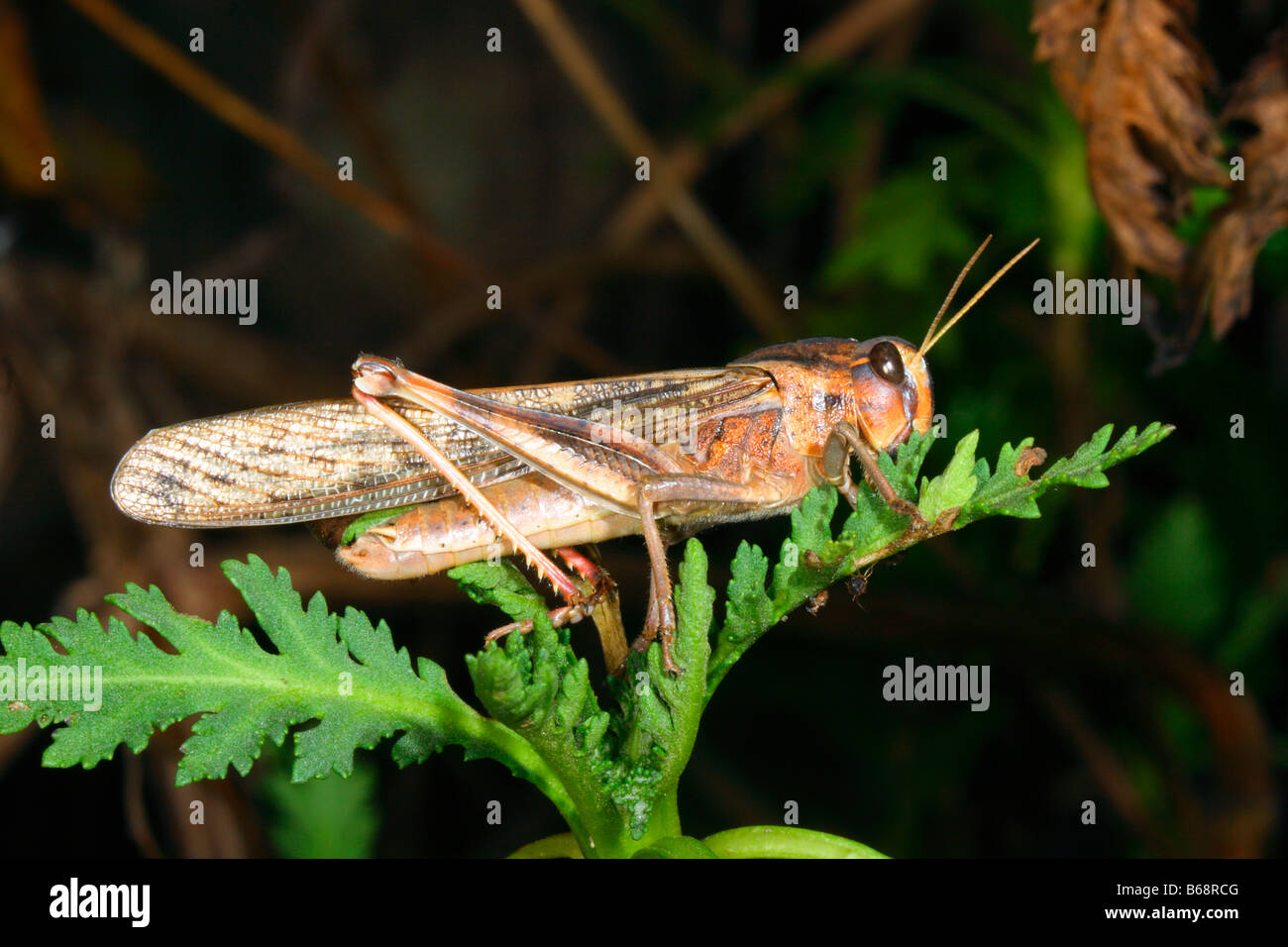 Criquet migrateur, Locusta migratoria. On leaf Banque D'Images
