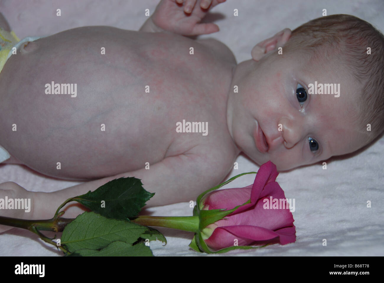 Un Bebe Nouveau Ne Fille Pose Nue Sur Une Couverture A Cote D Une Rose Rose Photo Stock Alamy Un Bebe Nouveau Ne Fille Pose Nue Sur Une Couverture A Cote D Une Rose Rose Photo Stock Alamy