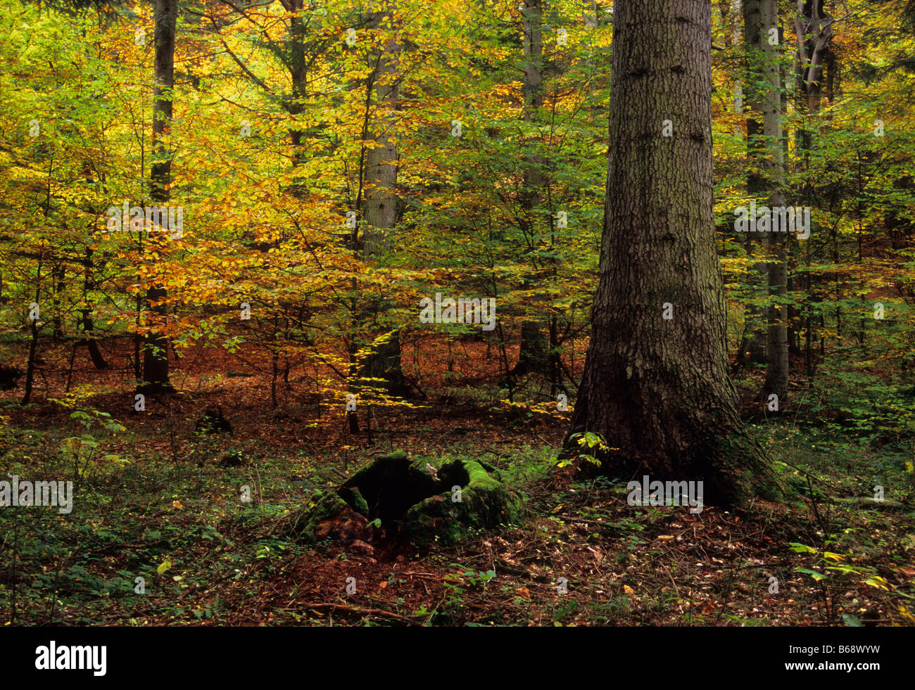 Automne bois forêt des Carpates Banque D'Images
