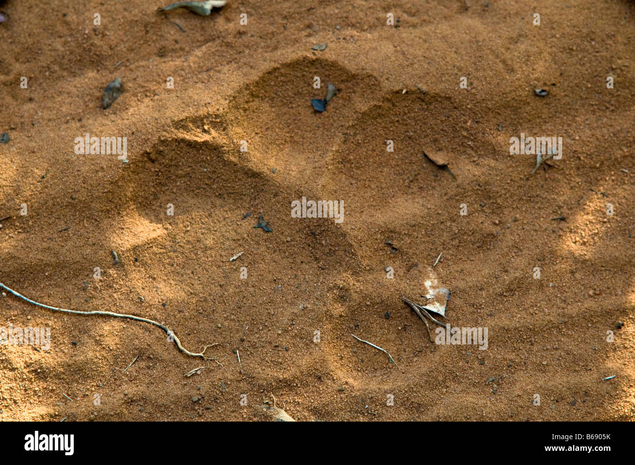 Tiger Paw marques dans le sable Ranthambhore National Park en Inde Banque D'Images