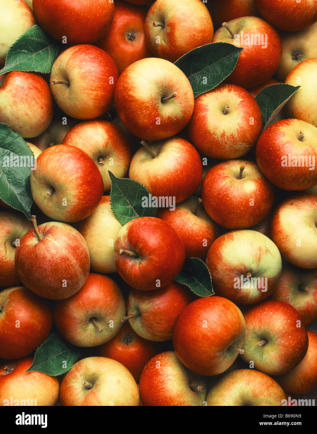 Purge complète des pommes en anglais Banque D'Images