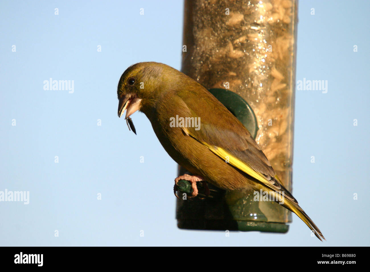 Finch vert Carduelis chloris se nourrissant de graines jardin feeder Banque D'Images