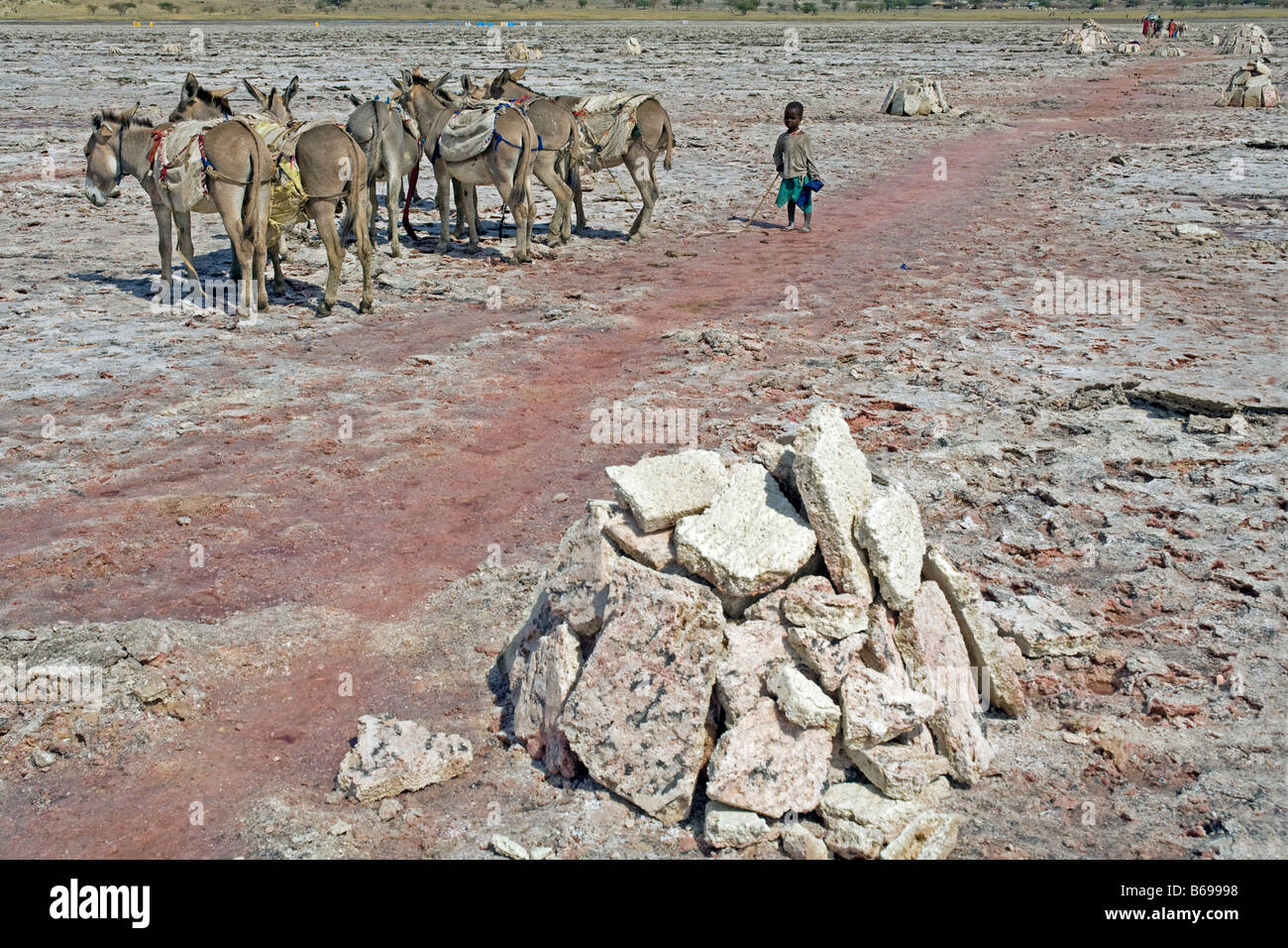 L'extraction de la soude au lac Natron en Tanzanie l'utilisation des ânes pour le transport des Massaïs les dalles de la rive du lac Banque D'Images