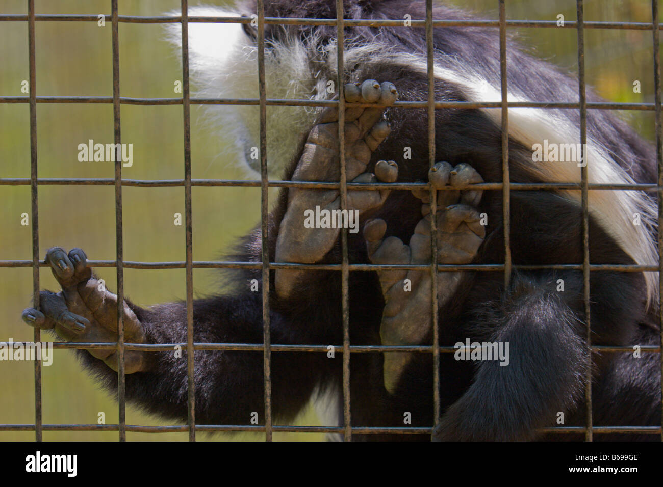 Barres en cage singe colobus Afrique Ouganda Banque D'Images