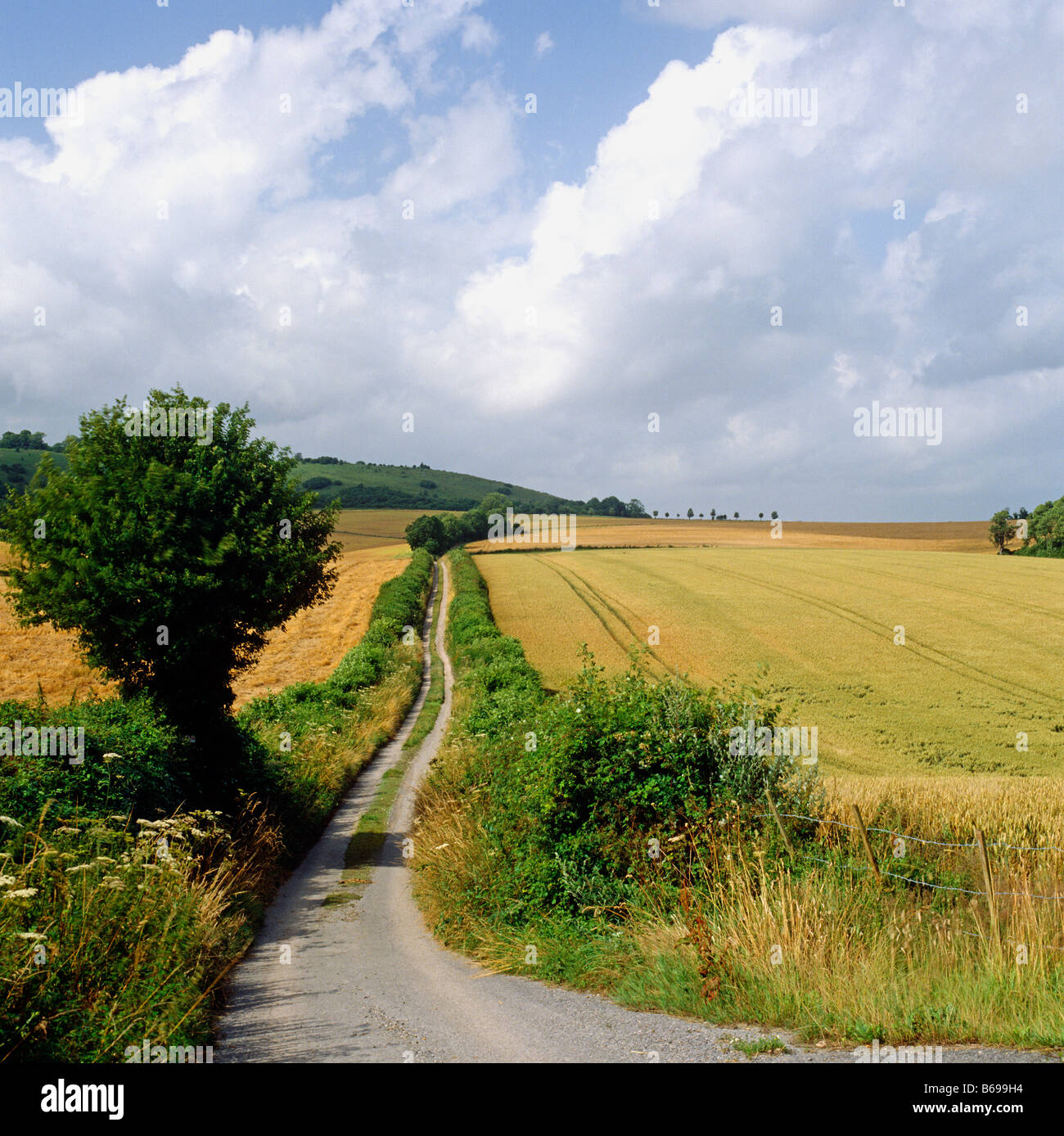 Scène rurale dans la région de Sussex UK Europe Banque D'Images