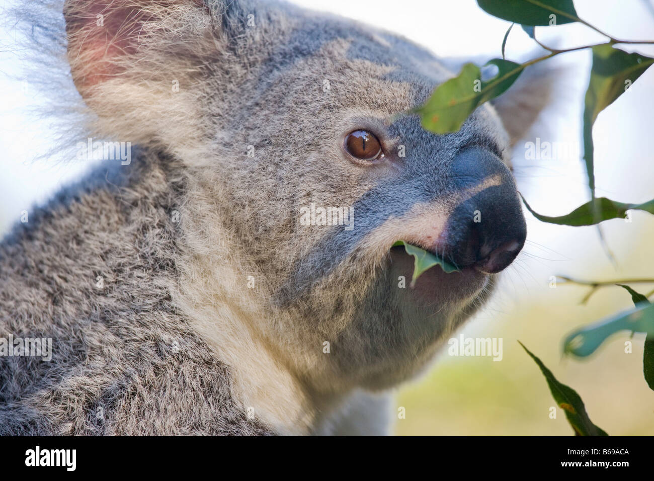 Manger des feuilles de gomme Koala Banque D'Images