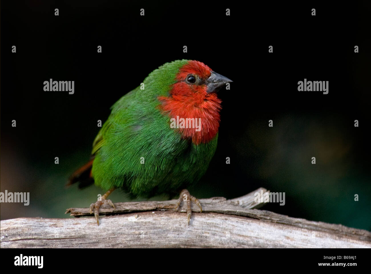Perroquet à ventre rouge-finch 'Erythrura psittacea' Banque D'Images