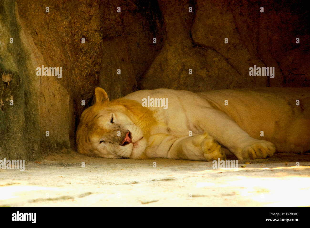 White Lion (Panthera leo krugeri) dans un zoo et Xiangjiang Safari Park, Guangzhou, province de Guangdong, Chine Banque D'Images