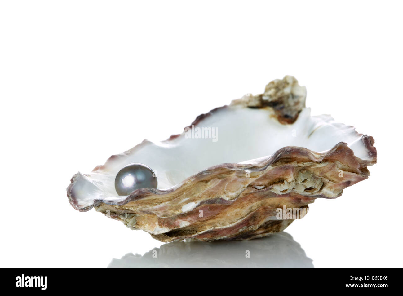 Black Pearl dans une coquille d'huître isolé sur un fond blanc avec reflet Banque D'Images