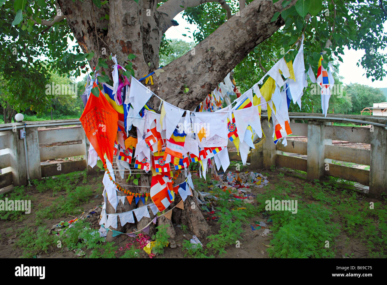 Arbre des désirs, à l'extérieur de Sanchi Stupa, Sanchi, Madhya Pradesh. Banque D'Images