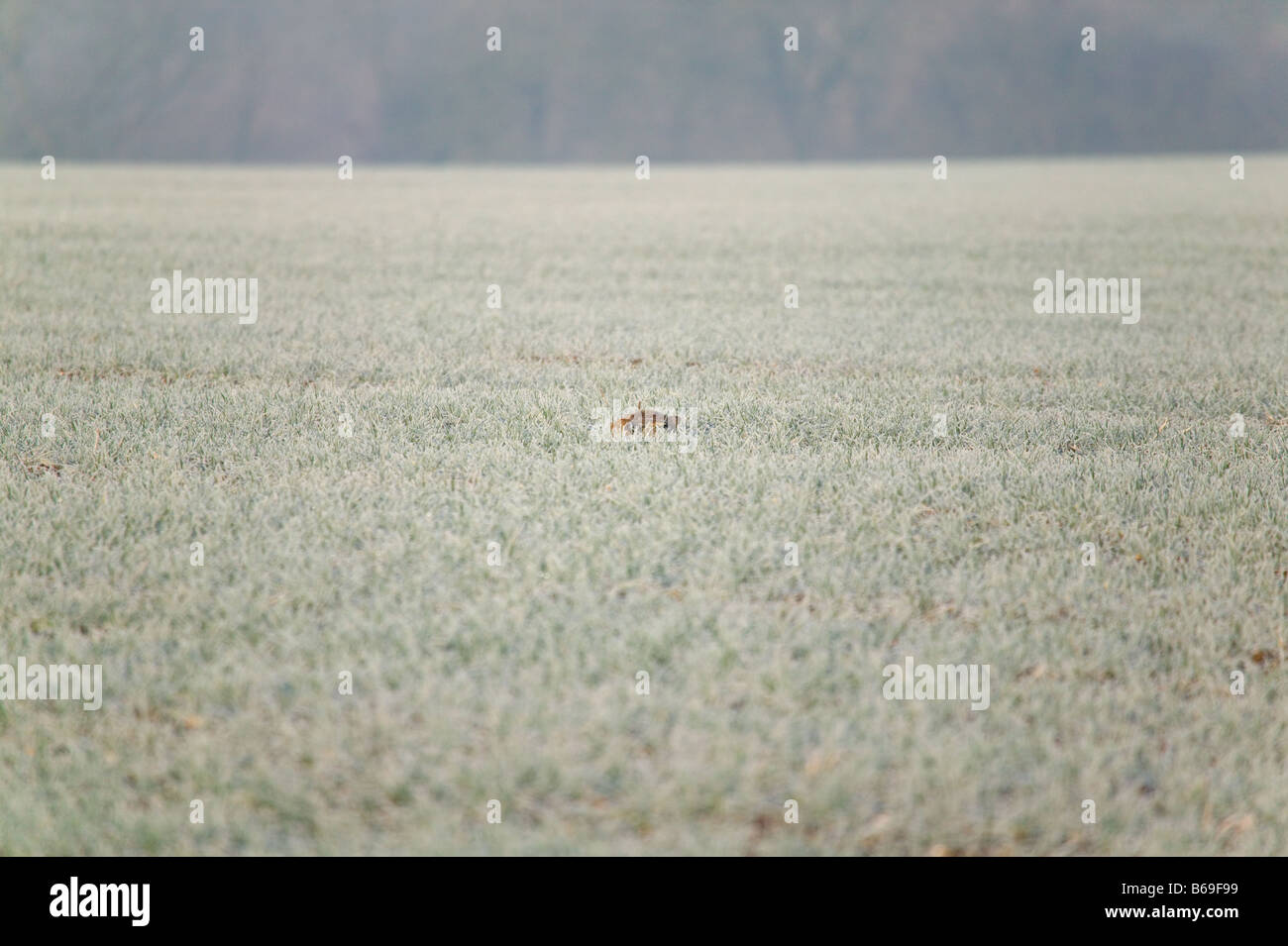 Un lièvre brun Lepus europeaus couché dans il s forme au milieu d'un champ couvert de givre s'ouvrir grand les yeux à l'affût Banque D'Images