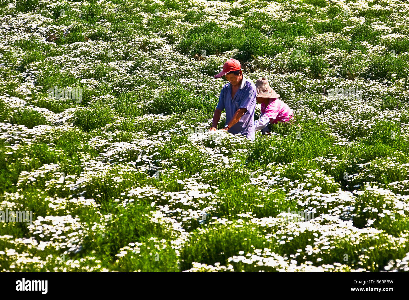 Deux ouvriers agricoles travaillant dans le champ de fleurs, Xidi, Anhui Province, China Banque D'Images