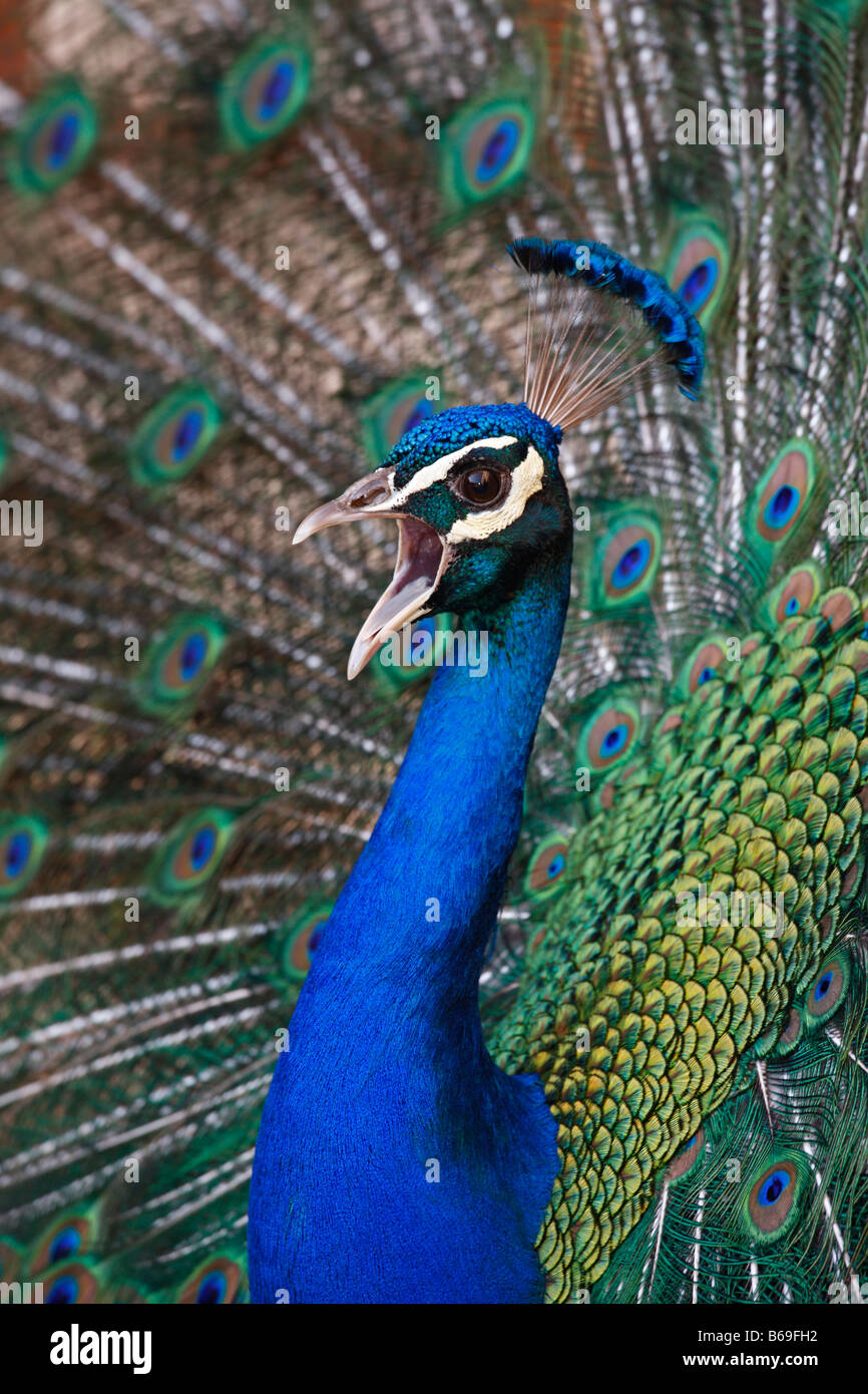 Paons Indiens Paon pavo cristatus et appelant à l'accouplement complet avec affichage propagation de la queue Banque D'Images