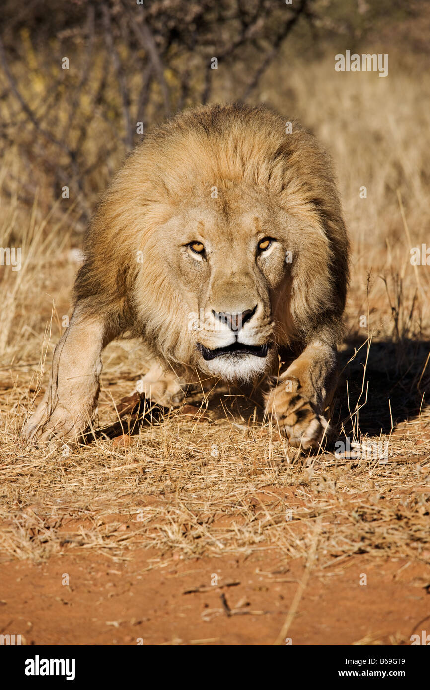 Lion Panthera leo vers la caméra charge Dist la Namibie l'Afrique subsaharienne Banque D'Images