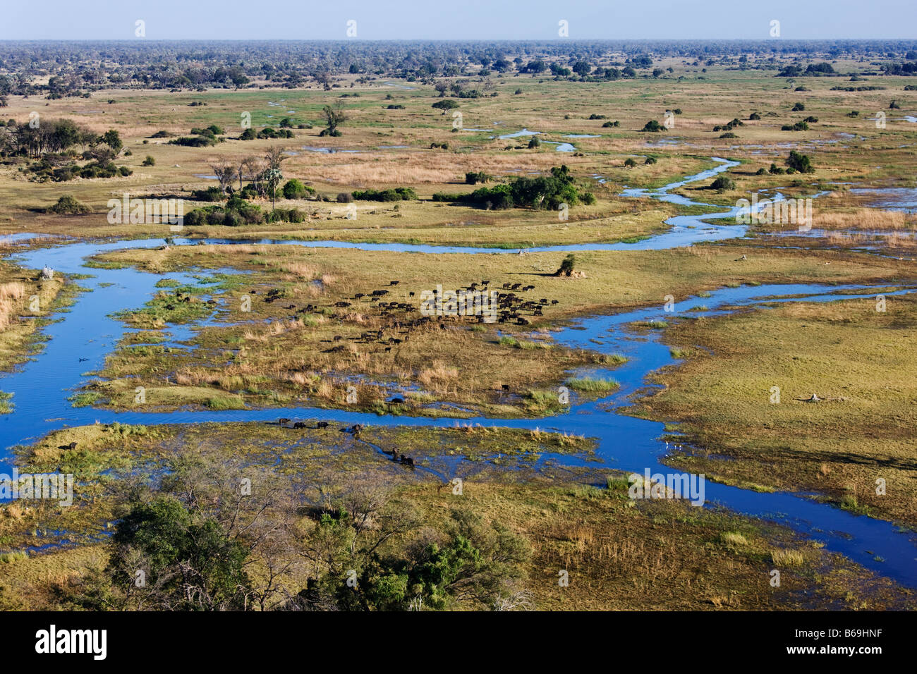 Vue aérienne de buffle sur le delta de l'Okavango au Botswana Banque D'Images