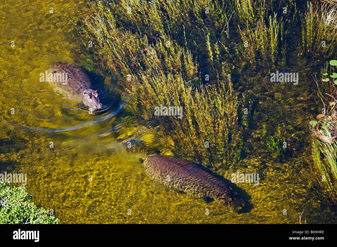 Vue aérienne d'hippopotames dans l'eau claire du Delta de l'Okavango au Botswana Banque D'Images