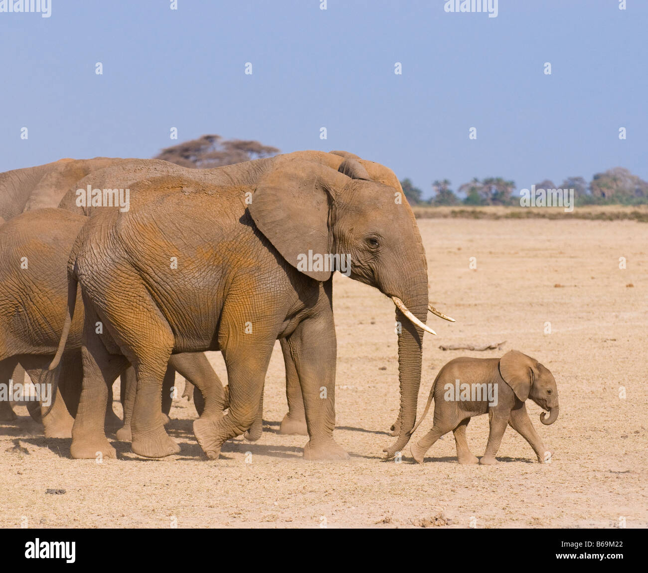Famille kenya amboseli elephant s Banque D'Images