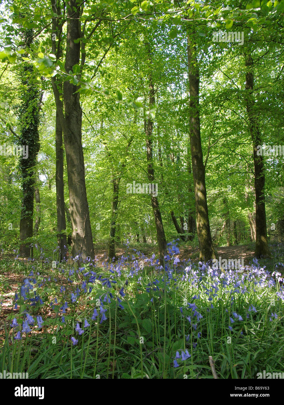 Bluebells In Woods Banque D'Images