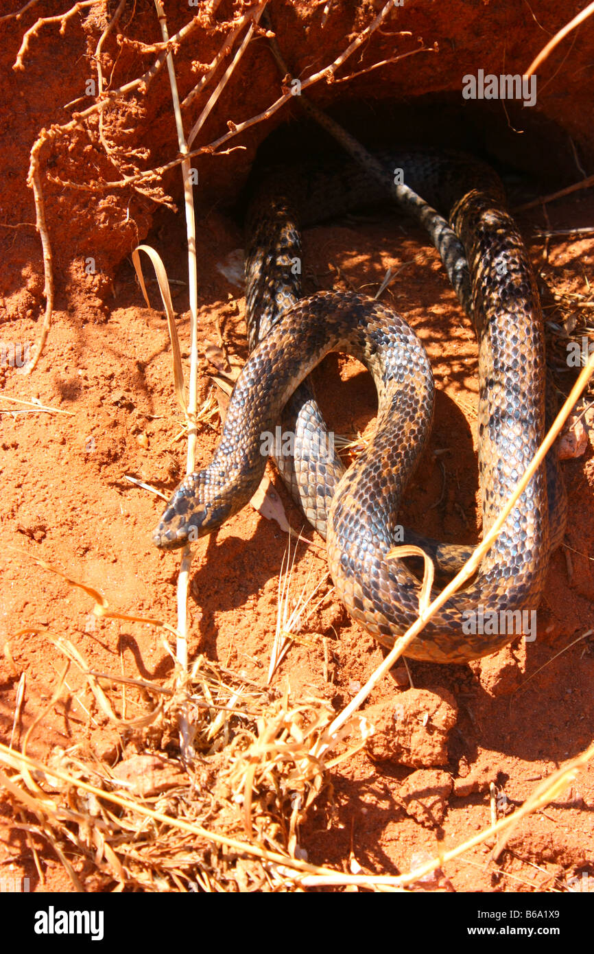 Un roi serpent brun sur la péninsule d'Eyre Banque D'Images