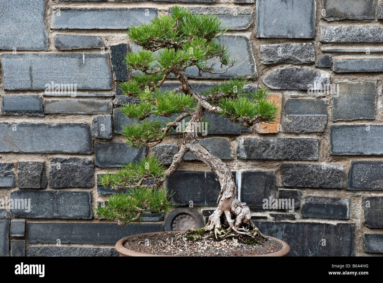PIN noir japonais (Pinus thunbergii) cultivé comme bonsai. Aux Jardins Botaniques De Huntington, Santa Monica, États-Unis Banque D'Images