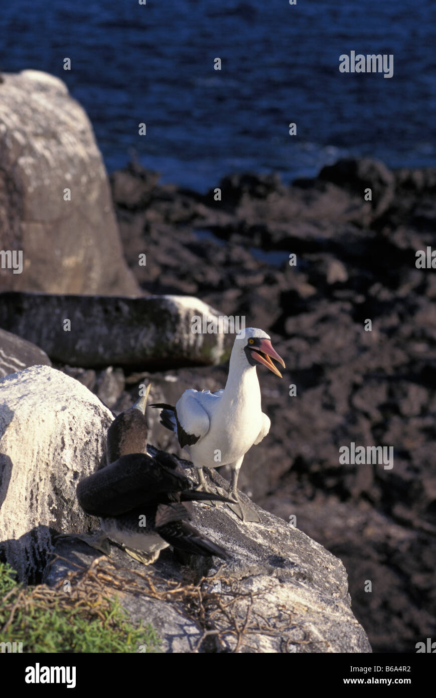 Fou masqué sur roches permanent Banque D'Images