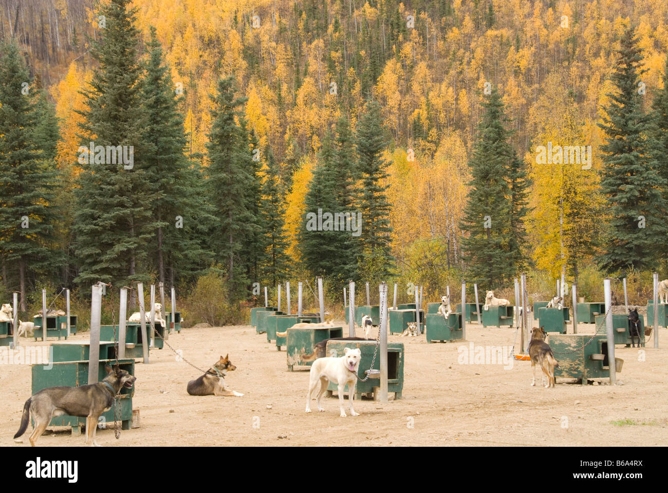 Dog kennels à Chena Hot Springs Resort, Alaska Banque D'Images