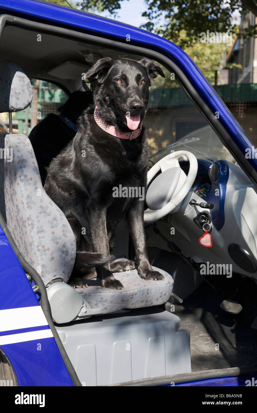 Chien haletant sur le siège de voiture électrique Banque D'Images