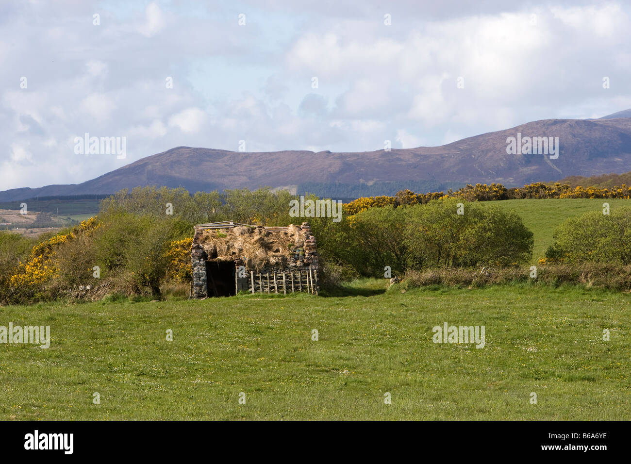 Cabane abandonnée dans un champ de Mayo, Irlande Banque D'Images