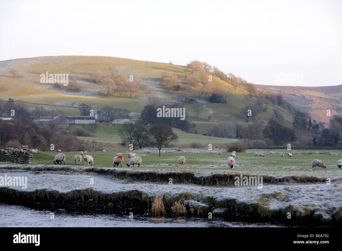 Les moutons à côté de la rivière Wharfe dans Tonbridge North Yorkshire Dales Banque D'Images