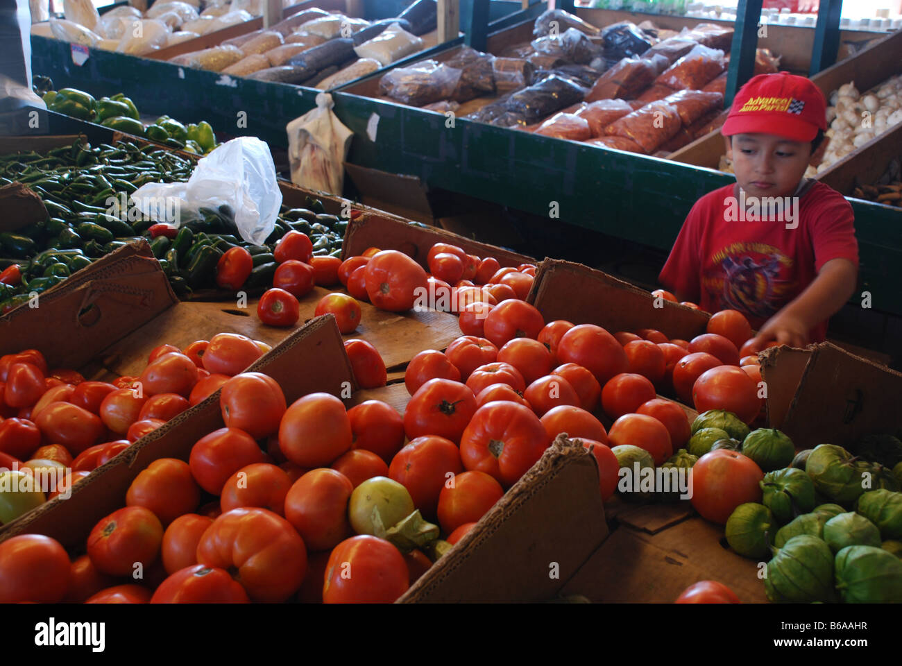 À un marché de producteurs à Houston, au Texas, un jeune nouveau client sélectionne tomates fraîches. Banque D'Images