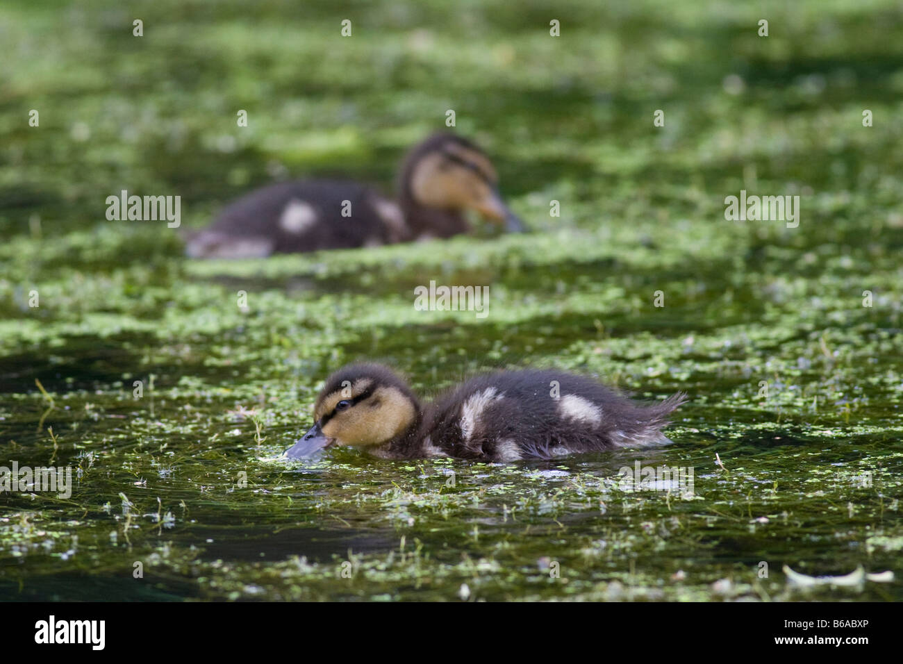 Le Canard colvert (Anas platyrhynchos) canetons Banque D'Images