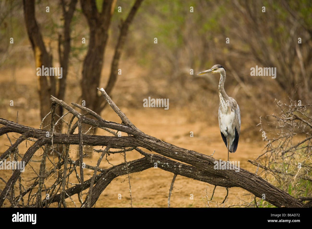 L'état sauvage des animaux Héron cendré Ardea cinerea assis au bord de l'eau étang sud-Afrika afrique du sud watch regarder pour prendre des aliments Banque D'Images L'état sauvage des animaux Héron cendré Ardea cinerea assis au bord de l'eau étang sud-Afrika afrique du sud watch regarder pour prendre des aliments Banque D'Images