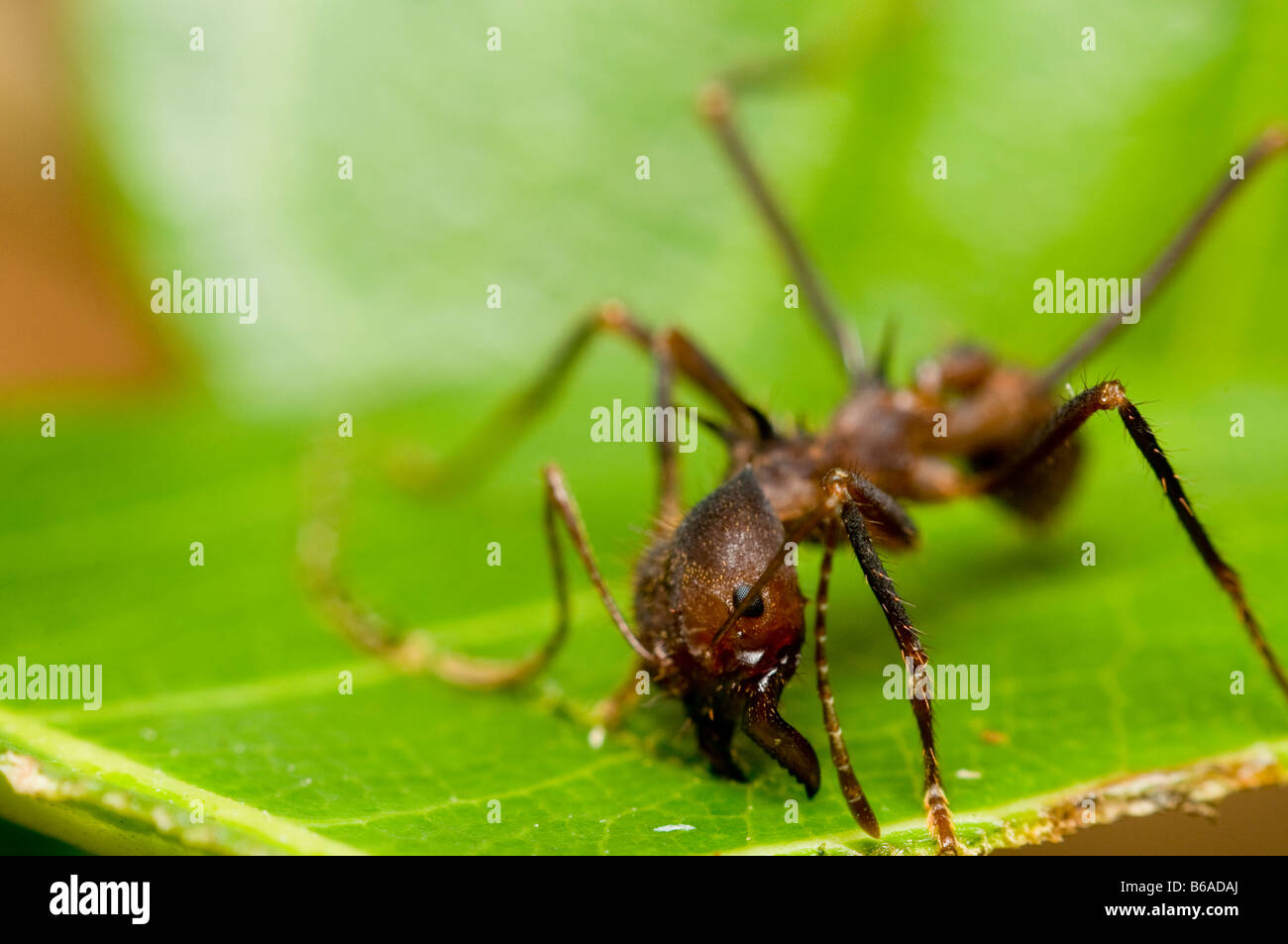 Coupeuses de feuilles feuille coupe fourmis Atta sp. Forêt Amazonienne Banque D'Images