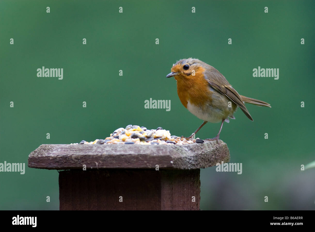 Robin (Erithacus rubecula aux abords) qui se nourrissent de grains mélangés Banque D'Images Robin (Erithacus rubecula aux abords) qui se nourrissent de grains mélangés Banque D'Images