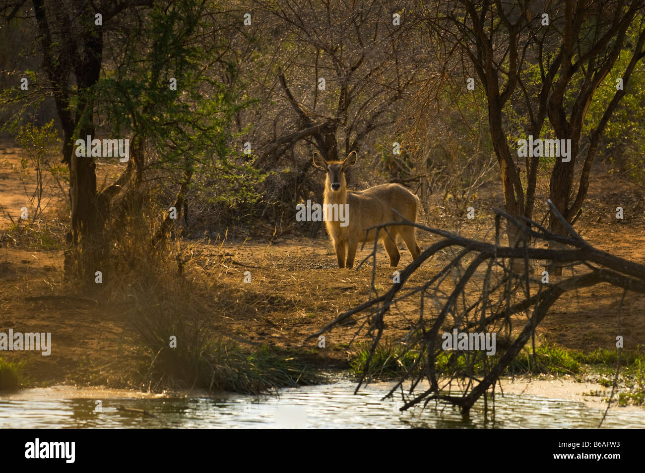 KOBUS ellipsiprymnus sauvages de la faune waterbuck commun femelle à trou d'eau Banque D'Images KOBUS ellipsiprymnus sauvages de la faune waterbuck commun femelle à trou d'eau Banque D'Images