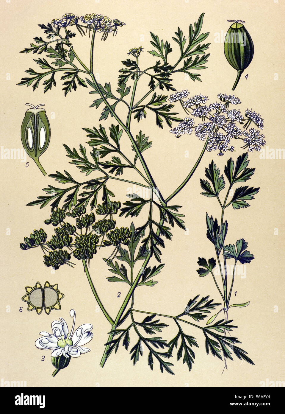 Fool's Aethusa cynapium Persil, illustrations des plantes toxiques Banque D'Images
