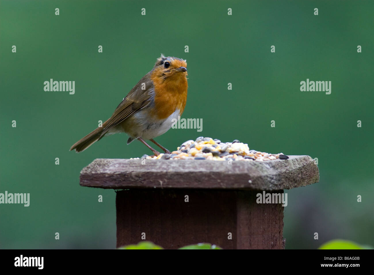 Robin (Erithacus rubecula aux abords) qui se nourrissent de grains mélangés Banque D'Images Robin (Erithacus rubecula aux abords) qui se nourrissent de grains mélangés Banque D'Images